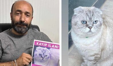 Kedi Yumoş her yerde aranıyor: Bulana 15 bin TL ödül!