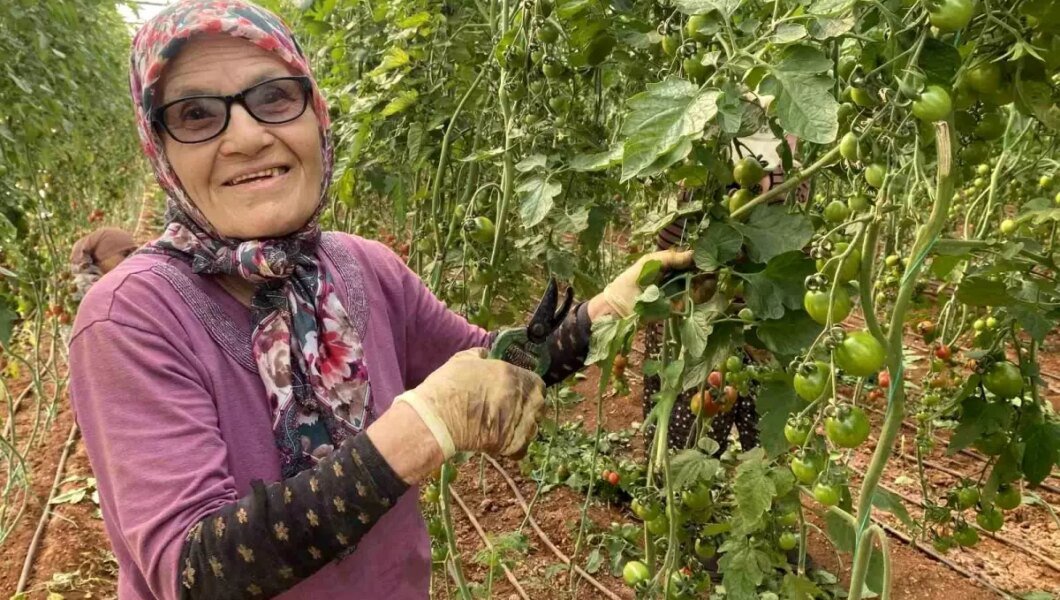 75 Yaşındaki Sevim Nine, Yeğenlerinin Domates Serasında Çalışıyor
