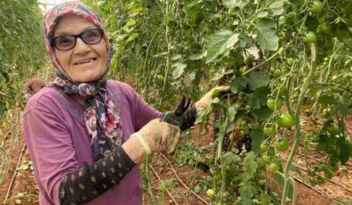 75 Yaşındaki Sevim Nine, Yeğenlerinin Domates Serasında Çalışıyor