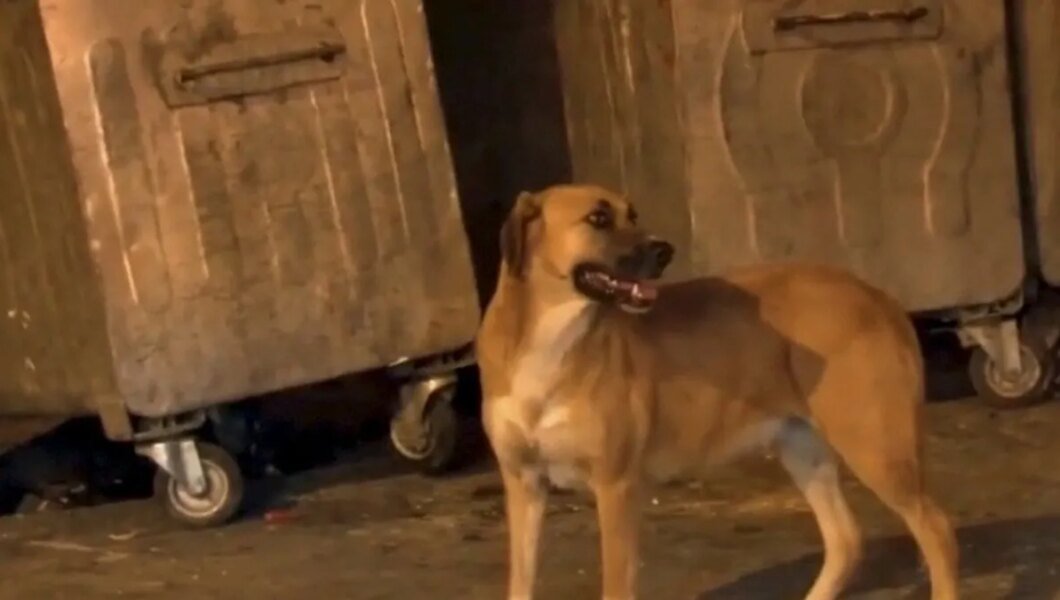 Başıboş köpekler sokakta yürüyen çocuğun bacağını ısırdı