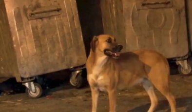 Başıboş köpekler sokakta yürüyen çocuğun bacağını ısırdı