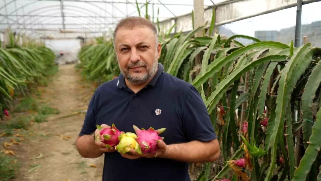 Bilecik’te Ejder Meyvesi Üretimi Artıyor