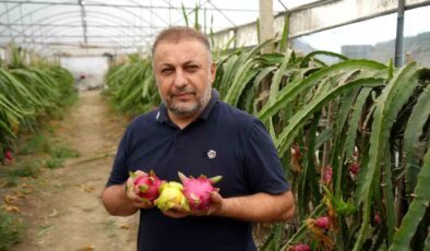 Bilecik’te Ejder Meyvesi Üretimi Artıyor