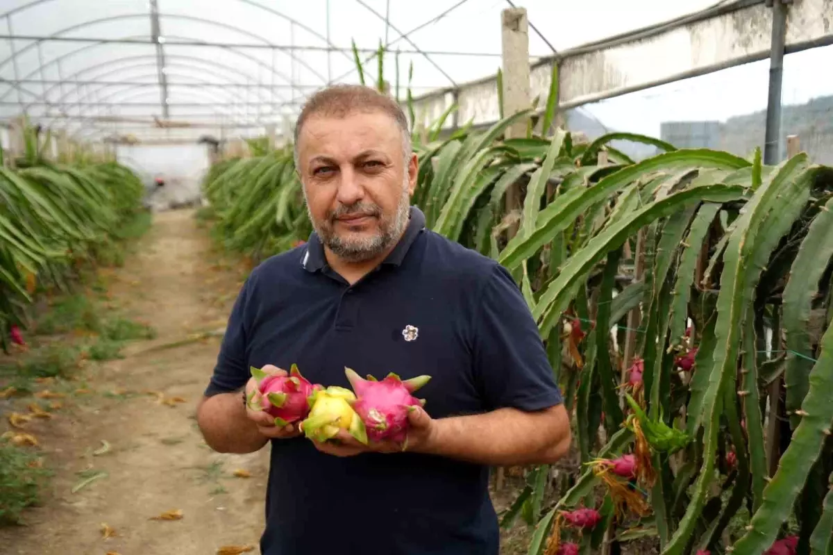 Bilecik’te Ejder Meyvesi Üretimi Artıyor