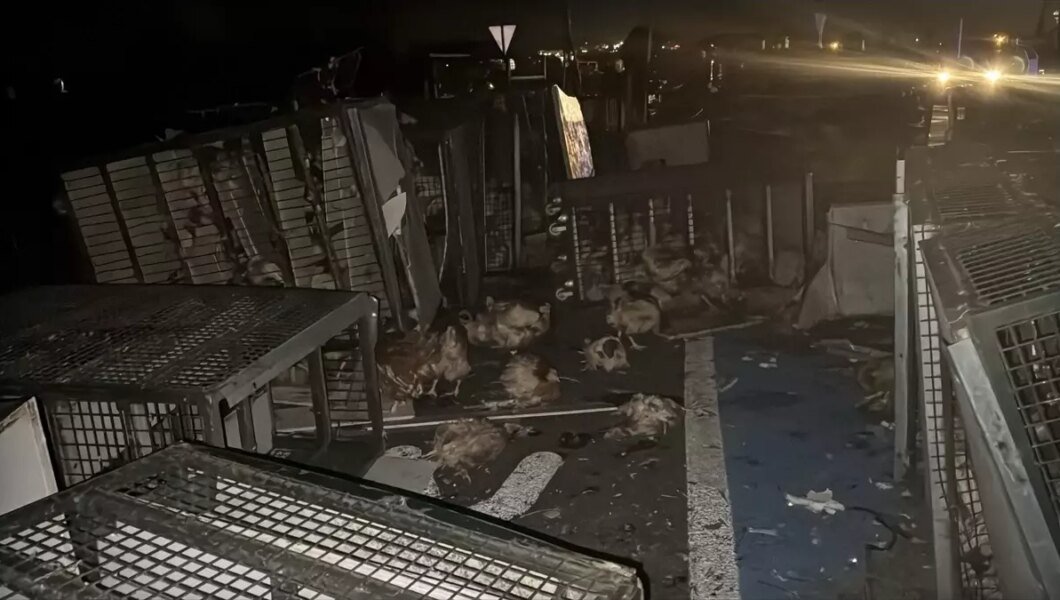 Bolu’da Tır Devrildi, 7 Bin Tavuk Yola Saçıldı