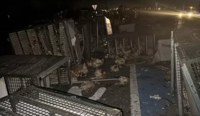 Bolu’da Tır Devrildi, 7 Bin Tavuk Yola Saçıldı