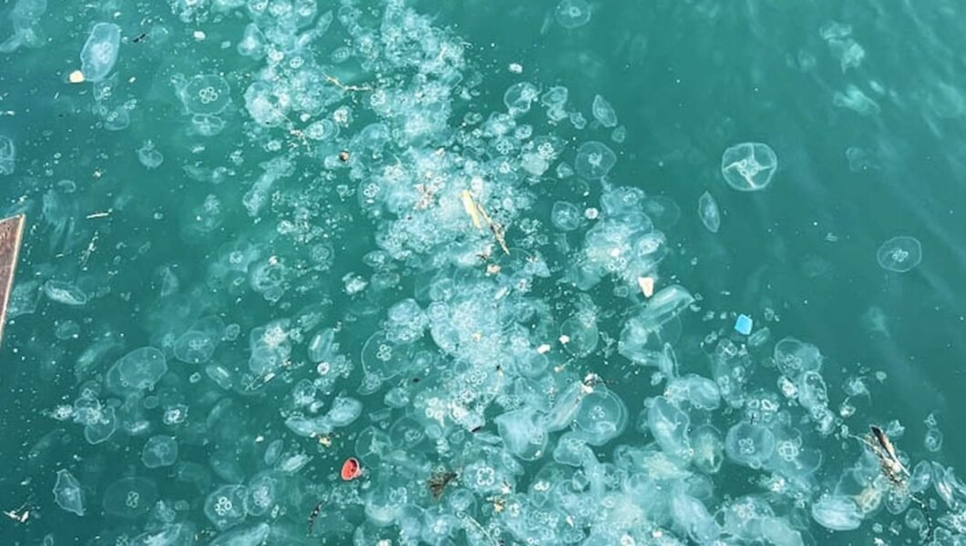 Marmara denizanasıyla kaplandı, profesörden uyarı geldi